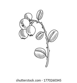 vector drawing lingonberry plant, Vaccinium vitis-idaea, hand drawn illustration of medicinal plant