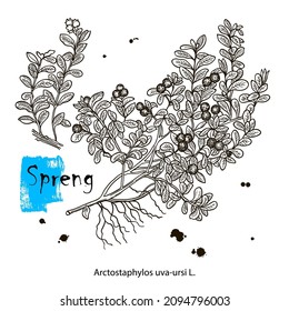vector drawing lingonberry plant, Vaccinium vitis-idaea, hand drawn illustration of medicinal plant
