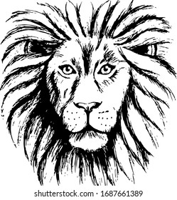 Vector drawing of a lion's head. Lion is the king of the animals. Lion for the logo.