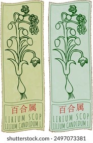 Vector drawing LIRIUM SCOP in Chinese. Hand drawn illustration. Latin name is LILIUM CANDIDUM L.
