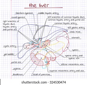 Vector drawing of the liver and related organs