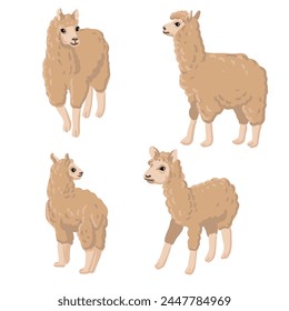 vector drawing llama, animals isolated at white background, hand drawn illustration