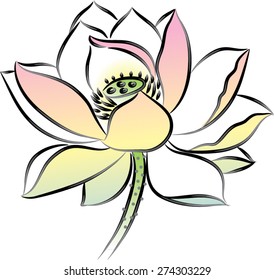  vector drawing lotus flower