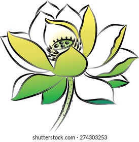  vector drawing lotus flower