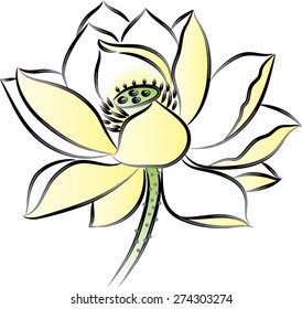  vector drawing lotus flower