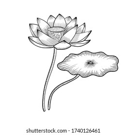vector drawing lotus flower and leaf, Nelumbo nucifera, hand drawn illustration