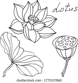 Vector drawing lotus flowers. Nature. Sketch, illustration. decorative
