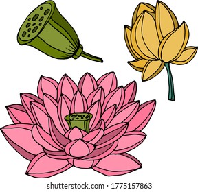 Vector drawing lotus flowers. Nature. Sketch, illustration. decorative
