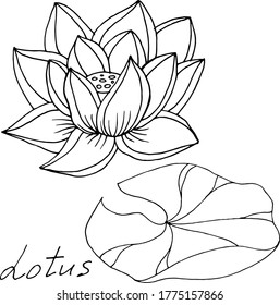 Vector drawing lotus flowers. Nature. Sketch, illustration. decorative