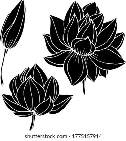Vector drawing lotus flowers. Nature. Sketch, illustration. decorative