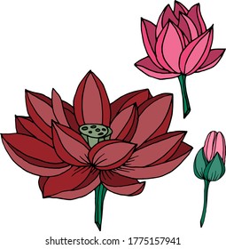 Vector dibujando flores de loto. Naturaleza. Esbozo, ilustración. decorativo