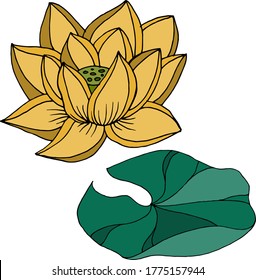 Vector drawing lotus flowers. Nature. Sketch, illustration. decorative