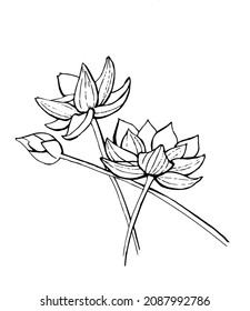 vector drawing of a lotus in a graph