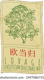 Vector drawing LOVAGE in Chinese. Hand drawn illustration. Latin name is LEVISTICUM OFFICINALE WD.
