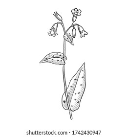 vector drawing lungwort ,Pulmonaria officinalis , hand drawn illustration of medicinal plant