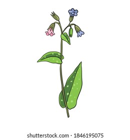 vector drawing lungwort , Pulmonaria officinalis , hand drawn illustration of medicinal plant