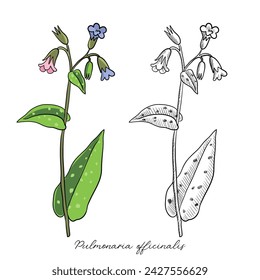 vector drawing lungwort ,Pulmonaria officinalis , hand drawn illustration of medicinal plant