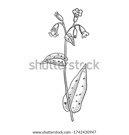 vector drawing lungwort ,Pulmonaria officinalis , hand drawn illustration of medicinal plant