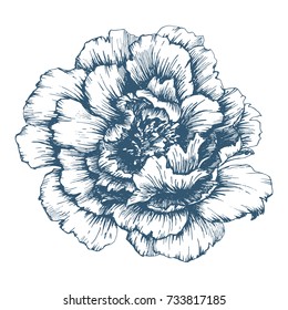 Vector drawing of a luxurious peony.  ink drawing, imitation of engraving, hand drawn sketch