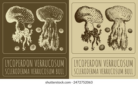 Vector drawing LYCOPERDON VERRUCOSUM. Hand drawn illustration. The Latin name is SCLERODERMA VERRUCOSUM BULL.
