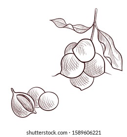 vector drawing macadamia nuts, hand drawn illustration