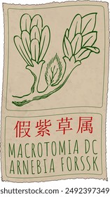 Vector drawing MACROTOMIA DC in Chinese. Hand drawn illustration. The Latin name is ARNEBIA FORSSK.
