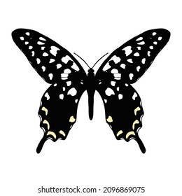 Vector drawing Madagascar giant swallowtail butterfly, Pharmacophagus antenor, hand drawn illustration