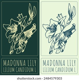 Vector drawing MADONNA LILY. Hand drawn illustration. The Latin name is LILIUM CANDIDUM L.
