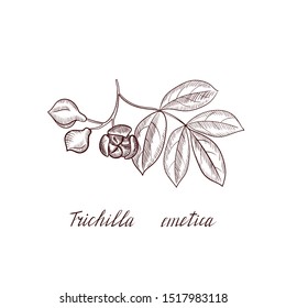 vector drawing mafura branch, Natal mahogany, hand drawn illustration