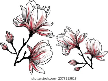 Vector drawing of a magnolia flower