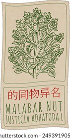 Vector drawing MALABAR NUT in Chinese. Hand drawn illustration. Latin name is JUSTICIA ADHATODA L.