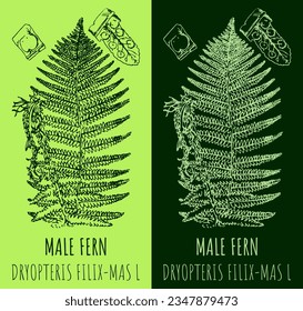 Vector drawing MALE FERN. Hand drawn illustration. The Latin name is DRYOPTERIS FILIX-MAS  L.
