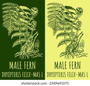 Vector drawing MALE FERN. Hand drawn illustration. The Latin name is DRYOPTERIS FILIX-MAS  L.
