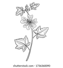 vector drawing mallow flower, Malva sylvestris, , hand drawn illustration