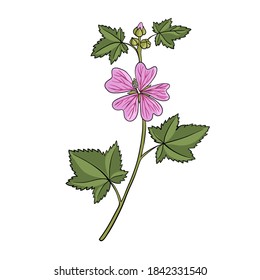 vector drawing mallow flower, Malva sylvestris, , hand drawn illustration