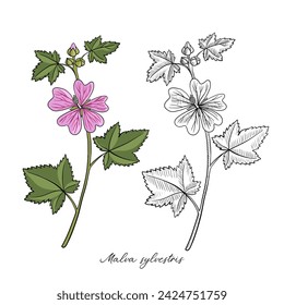 Vektor-Zeichnung Malvenblume, Malva sylvestris, , handgezeichnete Illustration