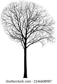 Vector drawing of Maple, a tall old tree growing on the edge of the park