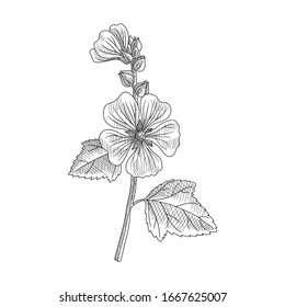 vector drawing Marsh  mallow  Althaea officinalis  hand drawn illustration