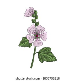 vector drawing Marsh  mallow at white background  Althaea officinalis  hand drawn illustration