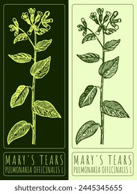 Vector drawing MARY'S TEARS . Hand drawn illustration. The Latin name is PULMONARIA OFFICINALIS L.
