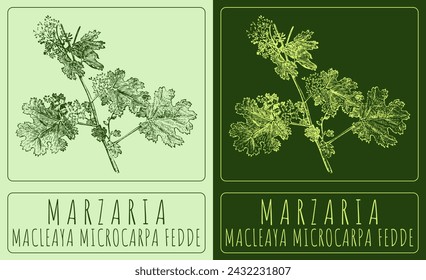 Vector drawing MARZARIA. Hand drawn illustration. The Latin name is MACLEAYA MICROCARPA FEDDE.
