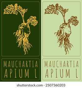 Vector drawing MAUCHARTIA. Hand drawn illustration. Latin name is APIUM L.
