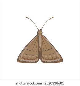 Polilla de prado de dibujo de Vector, Loxostege sticticalis aislado en el fondo blanco, plaga de jardín, ilustración dibujada a mano