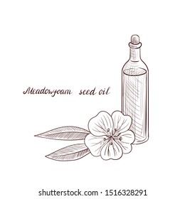 Vector Drawing Meadowfoam Seed Oil, Bottle Of Vegetable Oil And Limnanthes Alba Flower, Hand Drawn Illustration