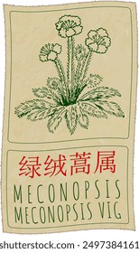 Vector dibujando MECONOPSIS en chino. Dibujado a mano ilustración. El nombre de Latina es MECONOPSIS VIG.
