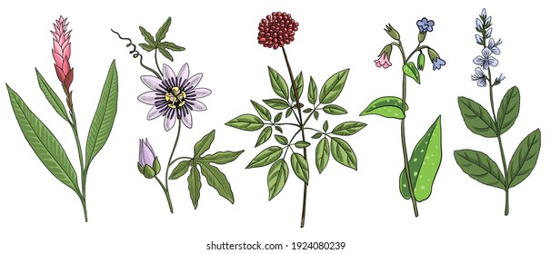 vector drawing medicinal plants, ginger, lungwort, passion flower, veronica and panax, hand drawn illustration of medicinal plant