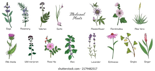 plantas medicinales de dibujo vectorial, conjunto de hierbas curativas, ilustración dibujada a mano