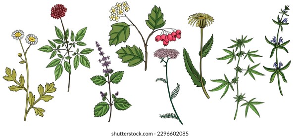 vector drawing medicinal plants, set of healing herbs, fewerfew, ginseng, holy basil,hawthorn,yarrow, elecampane, cannabis and hyssop, hand drawn illustration