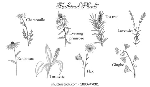 vector drawing medicinal plants at white background, hand drawn illustration