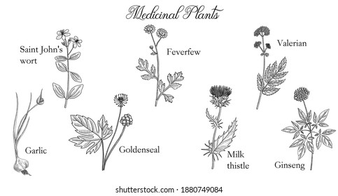 vector drawing medicinal plants at white background, hand drawn illustration